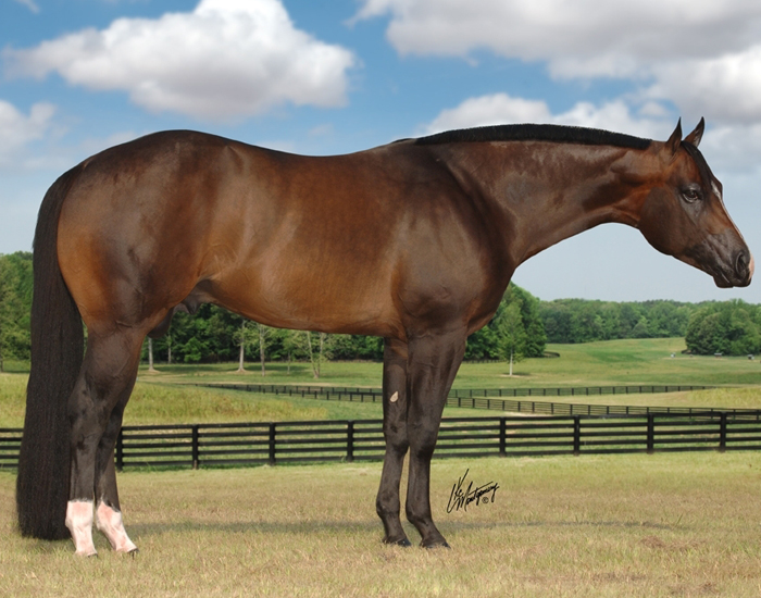 breed quarter horse