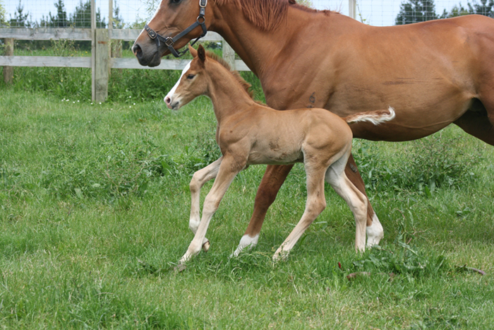 mother and foal