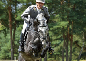 Clinton warmblood stallion