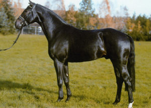 elbundy State Stud Celle