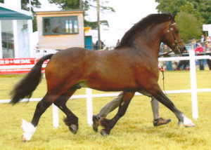 pennal the great welsh cob stallion