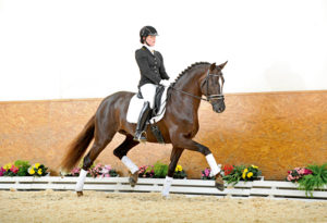 breed with international horse breeders
