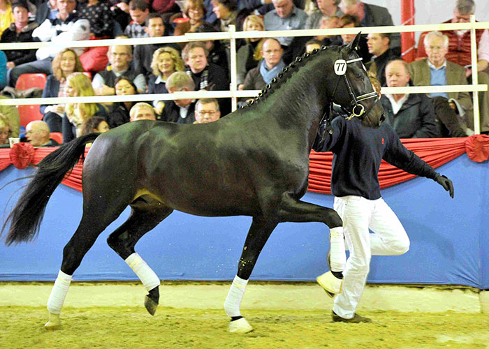 tolegro warmblood stallion