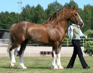 Welsh Cob studs