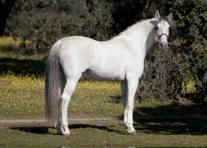 Yugo III spanish horse stallion