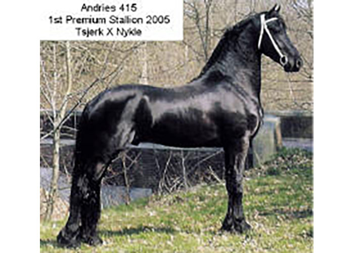 andries friesian stallion