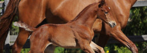 breeds ihb