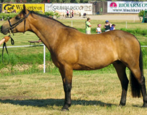 connamara horse studs