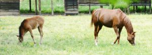 contact international horse breeders