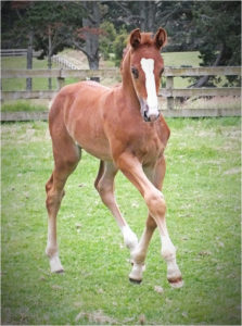 foal