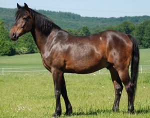 german riding pony studs