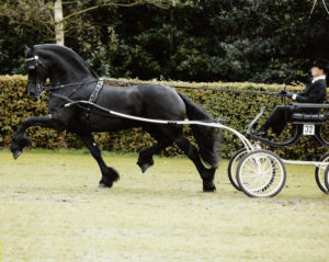 harmen stallion