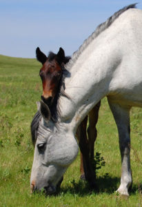 ihb mare and foal