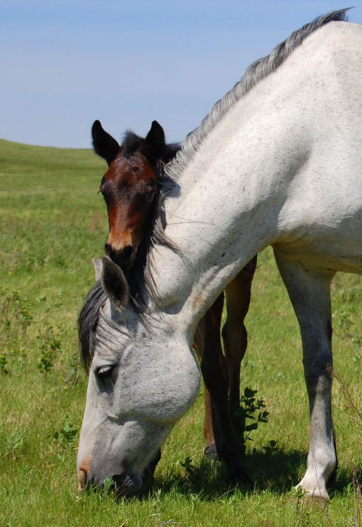 Selection of Mares International Horse Breeders