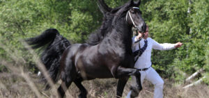 international horse breeders