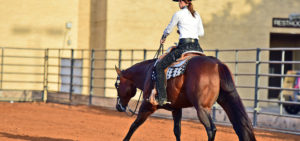 international horse breeders