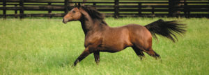 international horse breeders