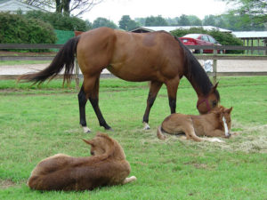 success at international horse breeders
