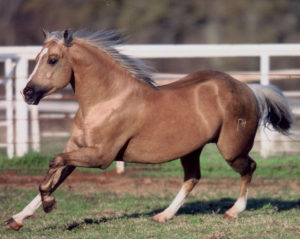 matt dillon stallion