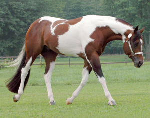 breed paint