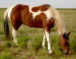 paint horse studs