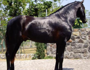 pure spanish horse studs