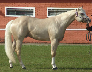 quarter horse studs