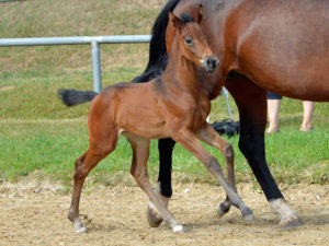 selecting a stallion