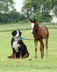 foals