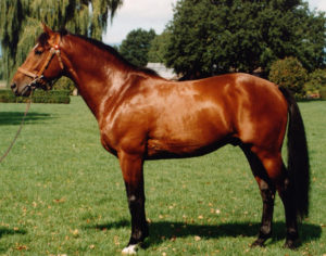 warmblood studs