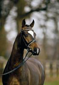 history of international horse breeders