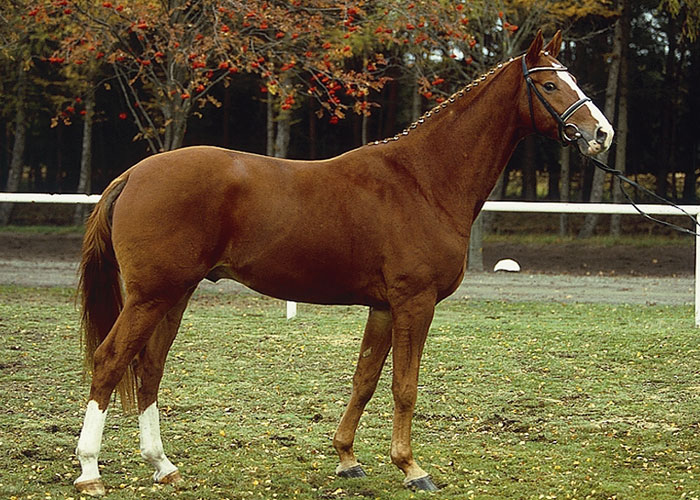 locksley warmblood stallion