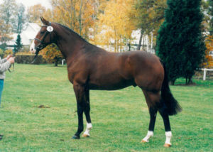 longchamp stallion