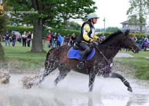 sea lion thoroughbred stallion