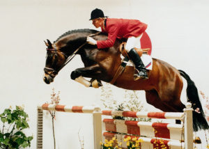 silvio warmblood stallion