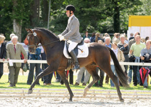 sir donnerhall stallion