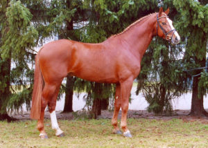 valentino stallion
