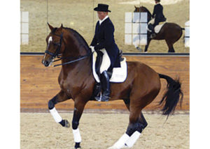 bergamon warmblood stallion