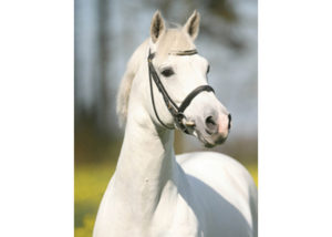 clinton 1 stallion