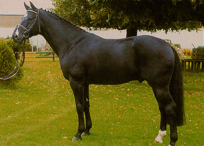 Del Piero warmblood stallion