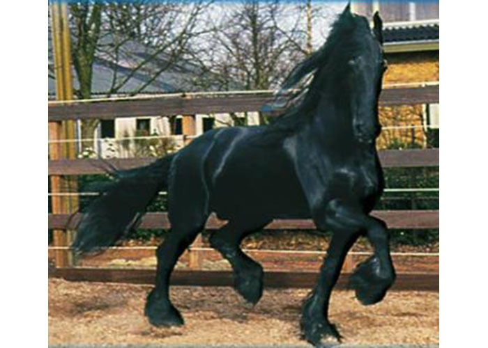 lammert stallion