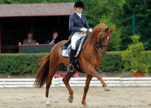 le-rouge-warmblood stallion