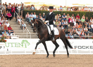 sir donnerhall stallion