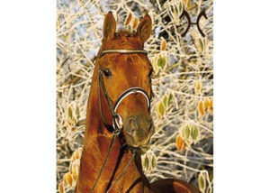 wolkentanz 11 stallion