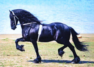 feits 293 stallion