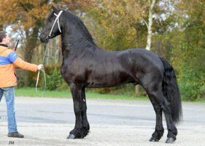 wimer 461 stallion