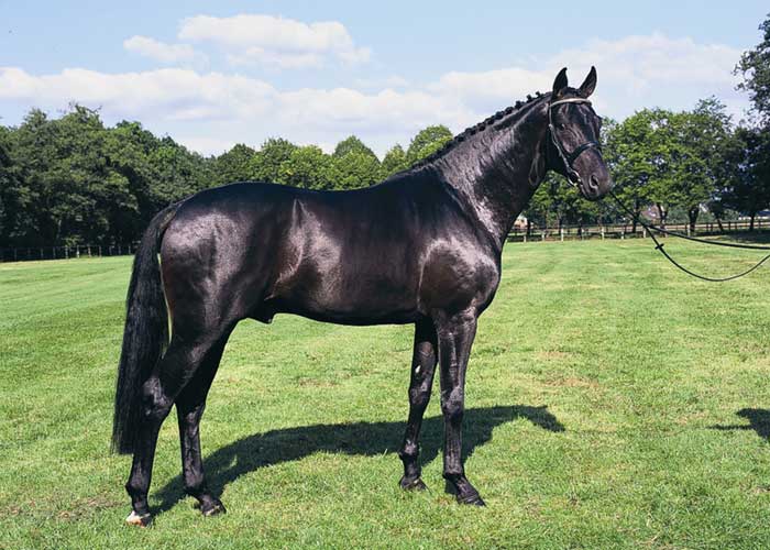 Sandro Hit warmblood stallion