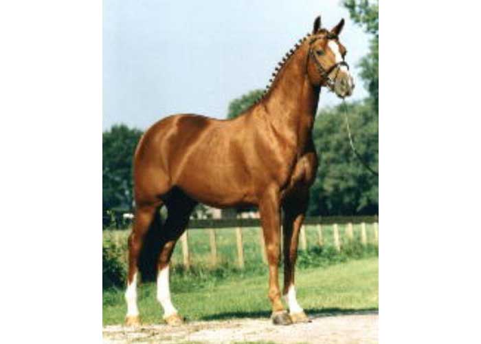 houston warmblood stallion