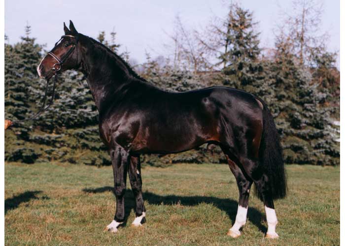 Don bosco warmblood stallion