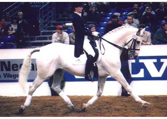 uniform warmblood stallion